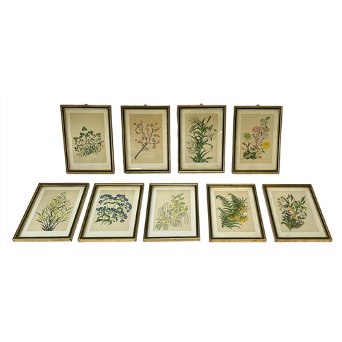 96 - BOTANICAL PRINTS, a set of nine, green and gilt framed, each 27cm x 20cm overall. (9)