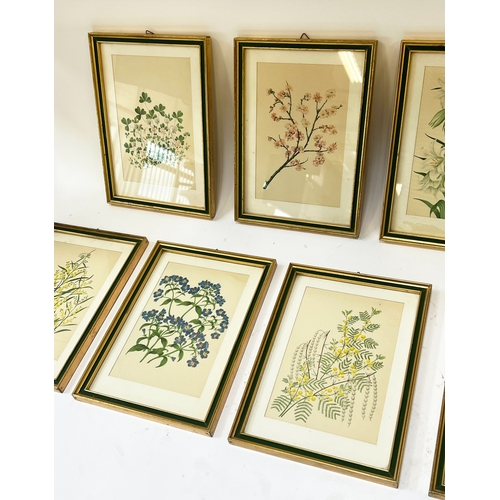 96 - BOTANICAL PRINTS, a set of nine, green and gilt framed, each 27cm x 20cm overall. (9)