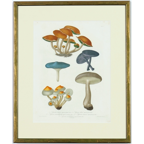 125 - JOSEPH ROQUES, Mushrooms, a set of six, engravings with hand colouring, Victor Masson et fils, 1864,... 