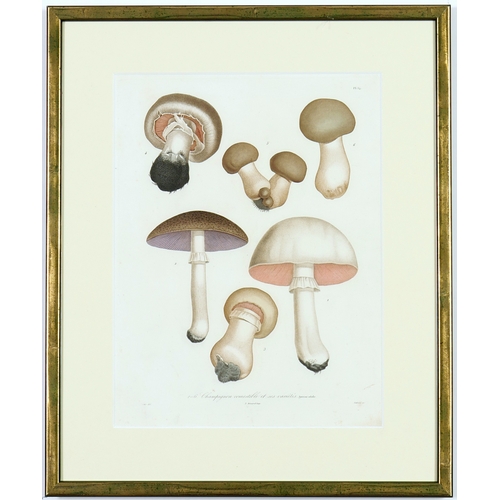 125 - JOSEPH ROQUES, Mushrooms, a set of six, engravings with hand colouring, Victor Masson et fils, 1864,... 