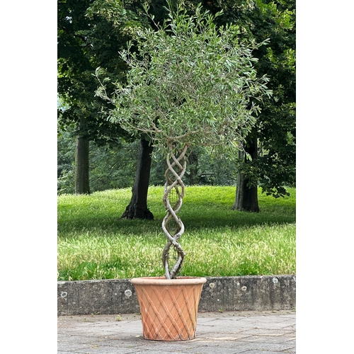 181 - OLIVE TREE, a mature olive with lattice stem in lattice terracotta pot, approx. 206cm H.