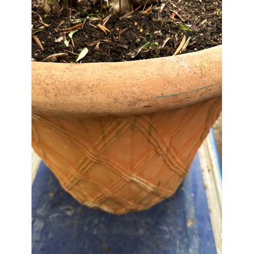 181 - OLIVE TREE, a mature olive with lattice stem in lattice terracotta pot, approx. 206cm H.