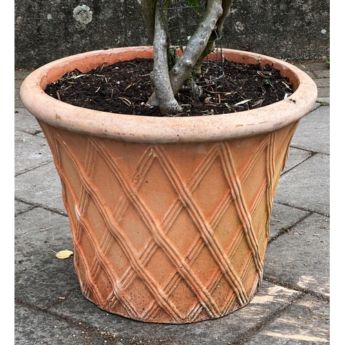 181 - OLIVE TREE, a mature olive with lattice stem in lattice terracotta pot, approx. 206cm H.