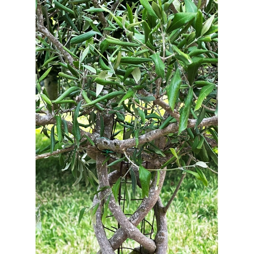 181 - OLIVE TREE, a mature olive with lattice stem in lattice terracotta pot, approx. 206cm H.