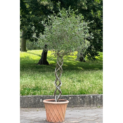 181 - OLIVE TREE, a mature olive with lattice stem in lattice terracotta pot, approx. 206cm H.