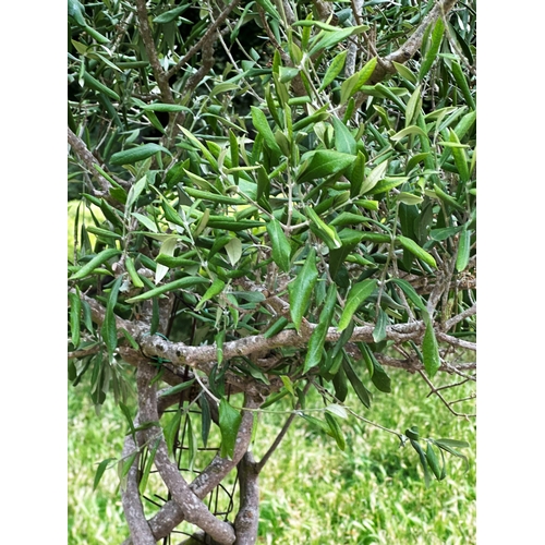 181 - OLIVE TREE, a mature olive with lattice stem in lattice terracotta pot, approx. 206cm H.