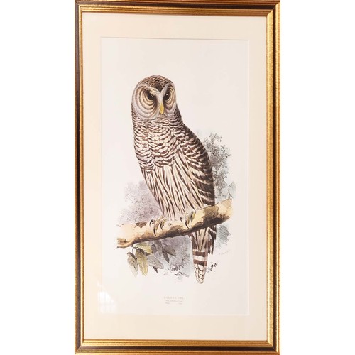 68 - THREE PRINTS BY EDWARD LEAR, hand coloured lithographs of owls, 69cm x 50cm.