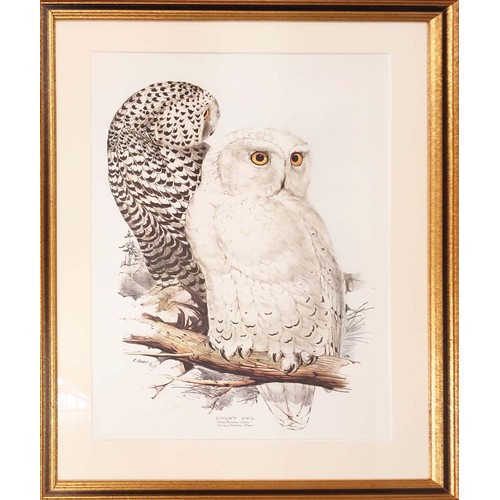 68 - THREE PRINTS BY EDWARD LEAR, hand coloured lithographs of owls, 69cm x 50cm.