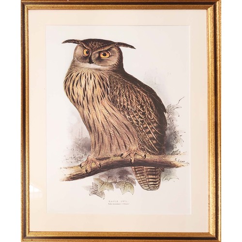 68 - THREE PRINTS BY EDWARD LEAR, hand coloured lithographs of owls, 69cm x 50cm.