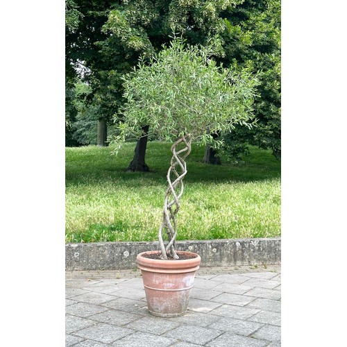 182 - OLIVE TREE, a mature olive tree with lattice stem and terracotta pot, approx 250 H.