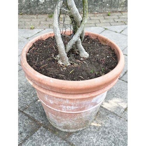 182 - OLIVE TREE, a mature olive tree with lattice stem and terracotta pot, approx 250 H.