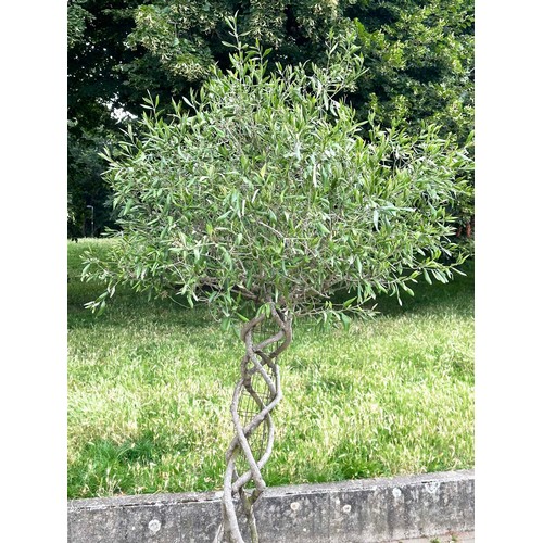 182 - OLIVE TREE, a mature olive tree with lattice stem and terracotta pot, approx 250 H.