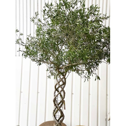 182 - OLIVE TREE, a mature olive tree with lattice stem and terracotta pot, approx 250 H.