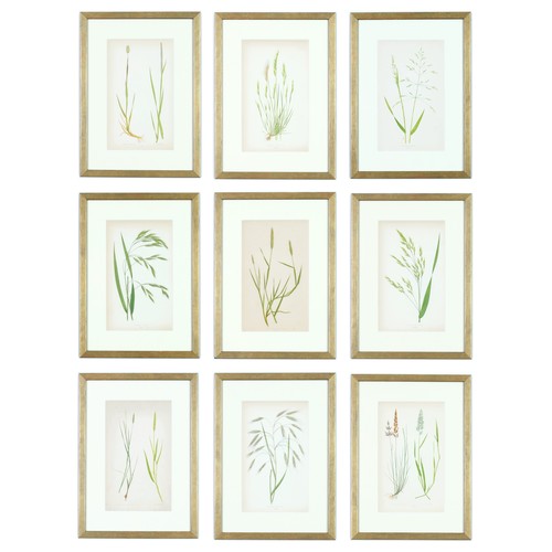 31 - E J LOWE, Grasses, a set of nine botanical prints, circa 1858, 30cm x 23cm each.