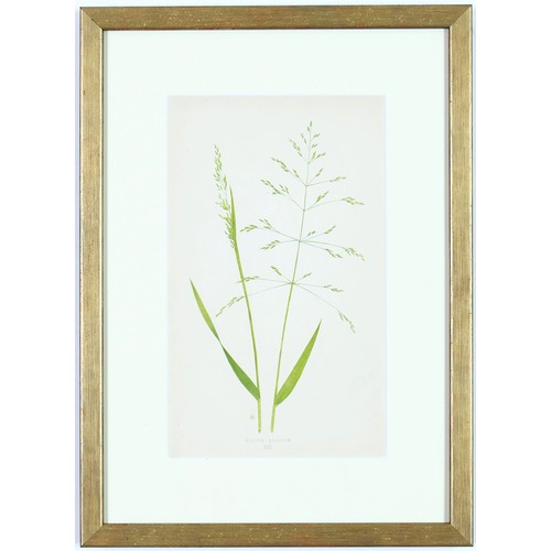 31 - E J LOWE, Grasses, a set of nine botanical prints, circa 1858, 30cm x 23cm each.