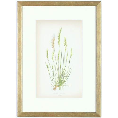 31 - E J LOWE, Grasses, a set of nine botanical prints, circa 1858, 30cm x 23cm each.