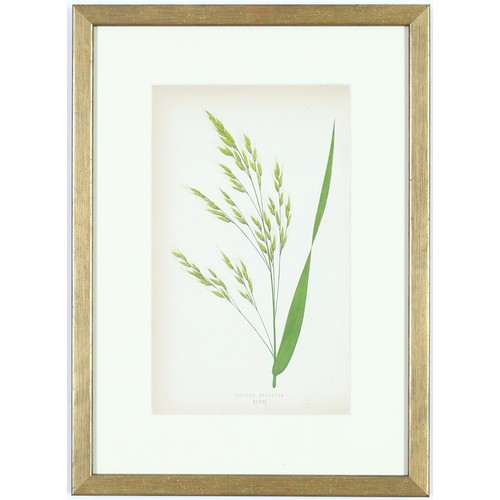 31 - E J LOWE, Grasses, a set of nine botanical prints, circa 1858, 30cm x 23cm each.