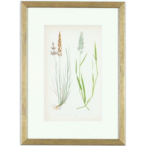 31 - E J LOWE, Grasses, a set of nine botanical prints, circa 1858, 30cm x 23cm each.