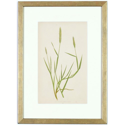 31 - E J LOWE, Grasses, a set of nine botanical prints, circa 1858, 30cm x 23cm each.