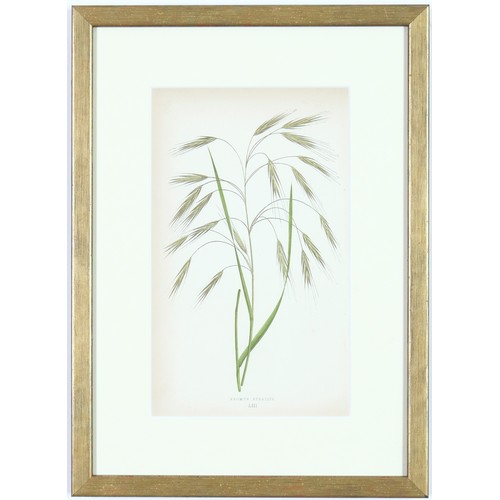 31 - E J LOWE, Grasses, a set of nine botanical prints, circa 1858, 30cm x 23cm each.