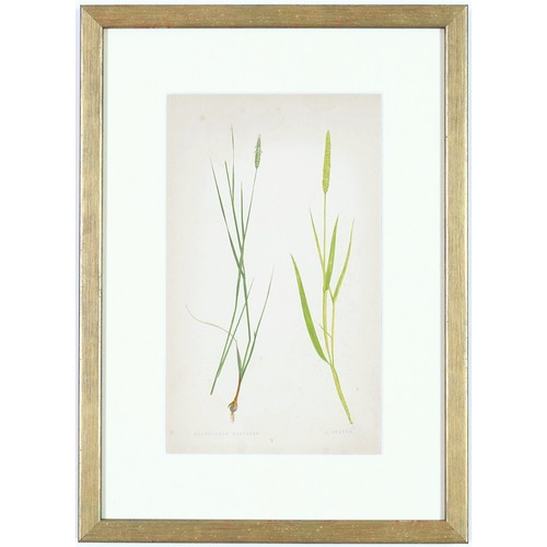 31 - E J LOWE, Grasses, a set of nine botanical prints, circa 1858, 30cm x 23cm each.