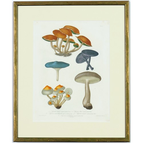 48 - JOSEPH ROQUES, Mushrooms, a set of six, engravings with hand colouring, Victor Masson et fils, 1864,... 