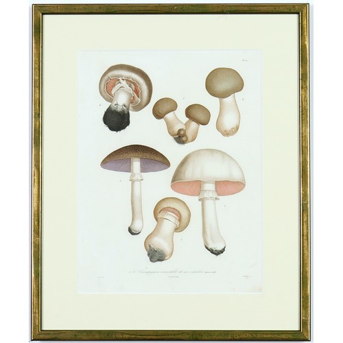 48 - JOSEPH ROQUES, Mushrooms, a set of six, engravings with hand colouring, Victor Masson et fils, 1864,... 