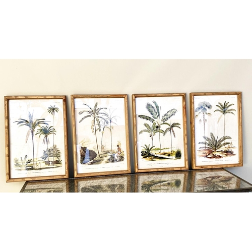 351 - PALM TREES PRINTS, a set of four, in wooden frames, 50cm H x 35cm D. (4)