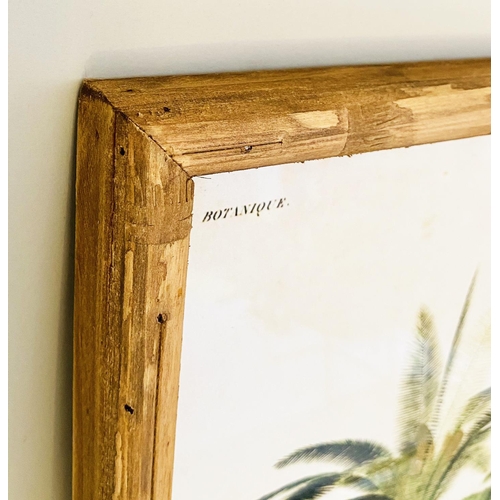 351 - PALM TREES PRINTS, a set of four, in wooden frames, 50cm H x 35cm D. (4)