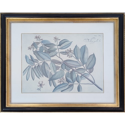 32 - TROWBRIDGE BOTANICAL PRINTS, four, 69cm x 78cm overall, framed.