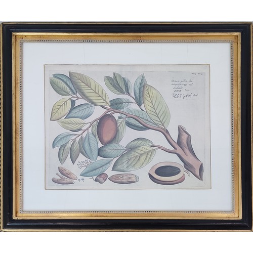 32 - TROWBRIDGE BOTANICAL PRINTS, four, 69cm x 78cm overall, framed.