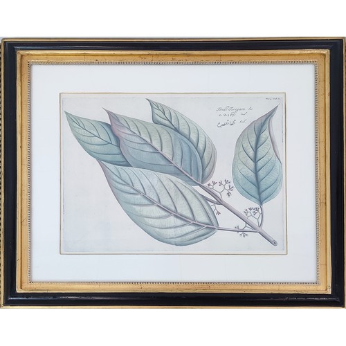 32 - TROWBRIDGE BOTANICAL PRINTS, four, 69cm x 78cm overall, framed.