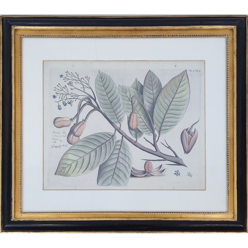 32 - TROWBRIDGE BOTANICAL PRINTS, four, 69cm x 78cm overall, framed.