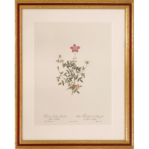 68 - AFTER PIERRE-JOSEPH REDOUTE, a set of six botanical lithographs, 36cm x 26cm.