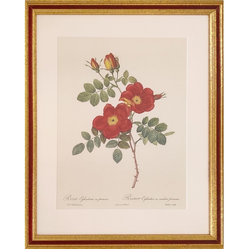 68 - AFTER PIERRE-JOSEPH REDOUTE, a set of six botanical lithographs, 36cm x 26cm.