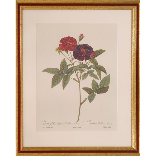 68 - AFTER PIERRE-JOSEPH REDOUTE, a set of six botanical lithographs, 36cm x 26cm.