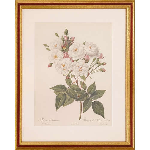 68 - AFTER PIERRE-JOSEPH REDOUTE, a set of six botanical lithographs, 36cm x 26cm.