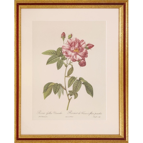 68 - AFTER PIERRE-JOSEPH REDOUTE, a set of six botanical lithographs, 36cm x 26cm.