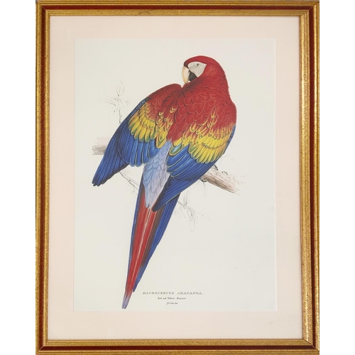 69 - THREE PRINTS HAND COLOURED LITHOGRAPHS OF PARROTS BY EDWARDS LEAR.