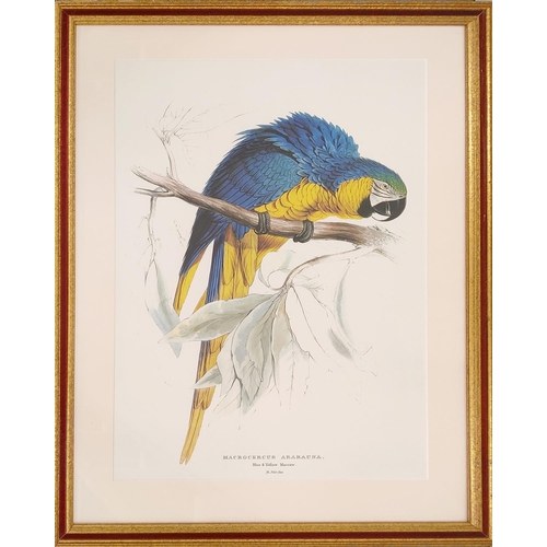 69 - THREE PRINTS HAND COLOURED LITHOGRAPHS OF PARROTS BY EDWARDS LEAR.