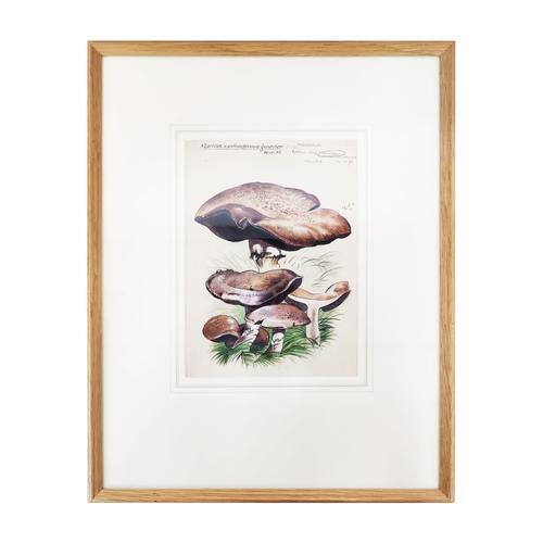 45 - DENNIS F HARLE (1920-2001), 'Studies of Mushrooms', watercolour, 25cm x 18cm, signed and inscribed, ... 