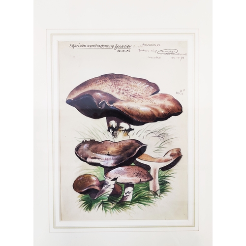 45 - DENNIS F HARLE (1920-2001), 'Studies of Mushrooms', watercolour, 25cm x 18cm, signed and inscribed, ... 