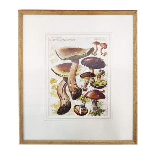 45 - DENNIS F HARLE (1920-2001), 'Studies of Mushrooms', watercolour, 25cm x 18cm, signed and inscribed, ... 