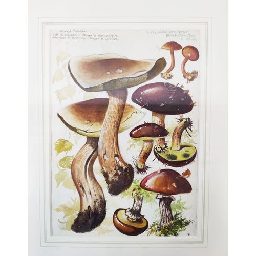 45 - DENNIS F HARLE (1920-2001), 'Studies of Mushrooms', watercolour, 25cm x 18cm, signed and inscribed, ... 