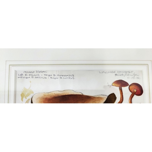 45 - DENNIS F HARLE (1920-2001), 'Studies of Mushrooms', watercolour, 25cm x 18cm, signed and inscribed, ... 