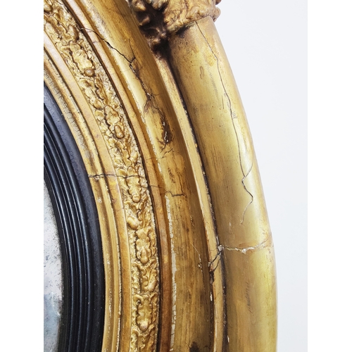 231 - CONVEX MIRROR, Regency giltwood, gesso, and ebonised, 82cm D.