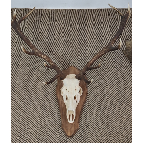 336 - ANTLER TROPHY HEADS, a set of two, on shield backs, largest 90cm H x 88cm W x 44cm D.