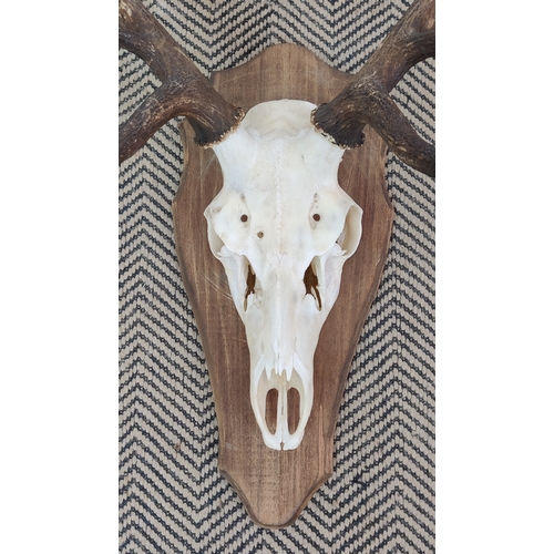 336 - ANTLER TROPHY HEADS, a set of two, on shield backs, largest 90cm H x 88cm W x 44cm D.