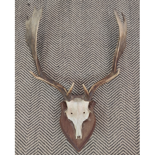 336 - ANTLER TROPHY HEADS, a set of two, on shield backs, largest 90cm H x 88cm W x 44cm D.