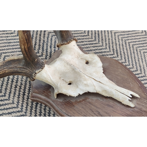 336 - ANTLER TROPHY HEADS, a set of two, on shield backs, largest 90cm H x 88cm W x 44cm D.